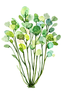 Watercolor Greenery Bunch Clipart